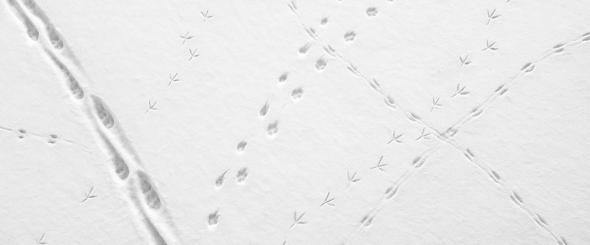Tierspuren im Schnee &ndash; Ihr Vorteil: Unser Netzwerk